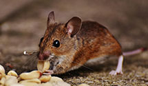 24 Hour & Emergency Exterminators in Castle Shann, PA